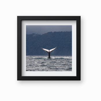Ballena Chocoana