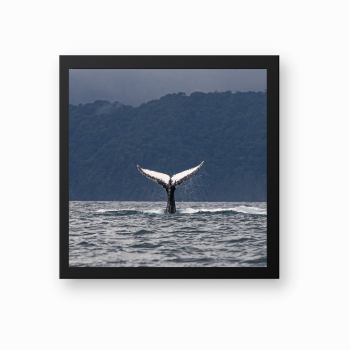 Ballena Chocoana
