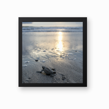 Tortuga del pacífico