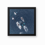 Ballenas